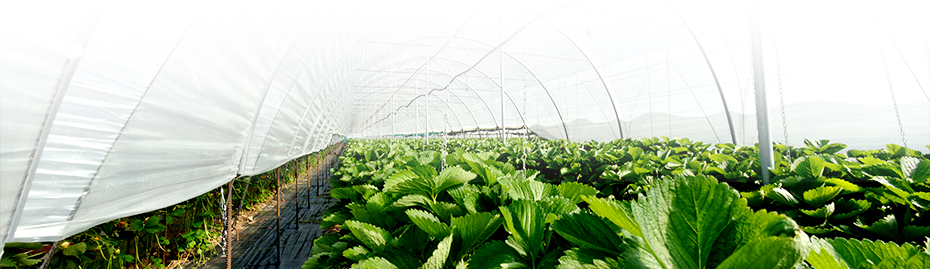 Greenhouses and commercial indoor growing