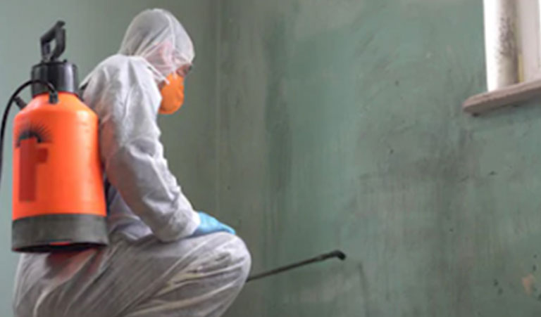 Mold Removal